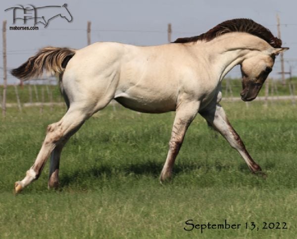 Royetta's 2022 Grulla Roan filly